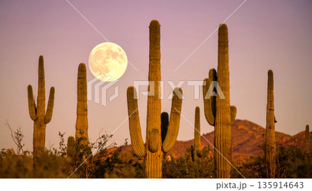 Moonrise Over Desert Cactus . Nature Concept. Generated Image 135914643