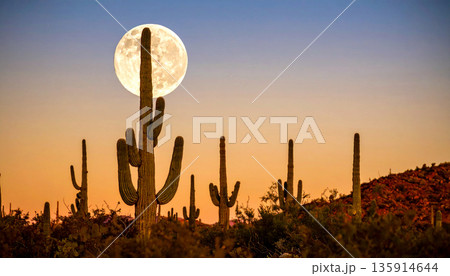 Moonrise Over Desert Cactus . Nature Concept. Generated Image 135914644