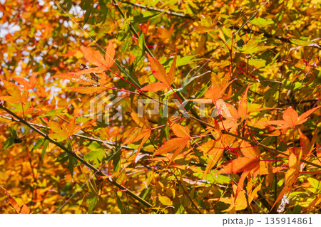 秋の山 紅葉した楓が日差しに輝く08 秋の山 紅葉した楓が日差しに輝く08 135914861