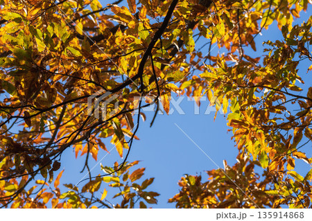 冬の日差しに輝く木の葉03 135914868