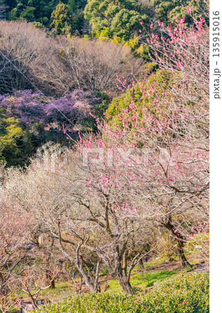 （静岡県）熱海梅園　満開の梅 135915016