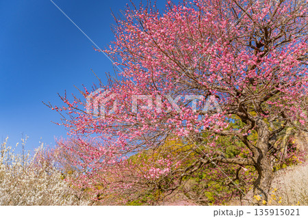 （静岡県）熱海梅園　満開の梅 135915021