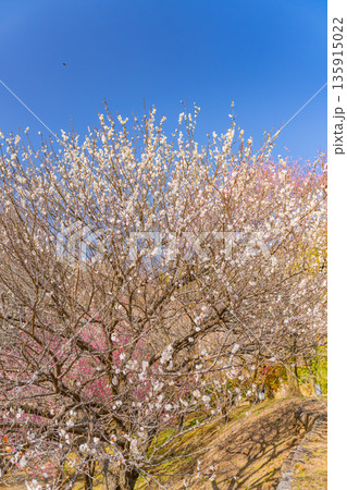 （静岡県）熱海梅園　満開の梅 135915022