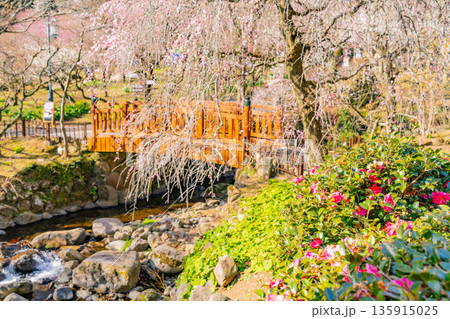 （静岡県）熱海梅園　満開の梅 135915025