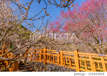 （静岡県）熱海梅園　満開の梅 135915029