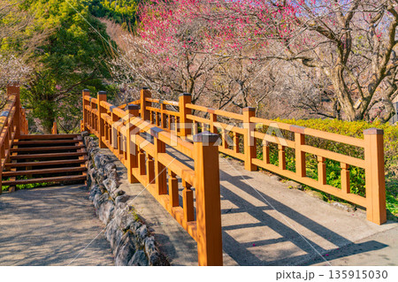 （静岡県）熱海梅園　満開の梅 135915030