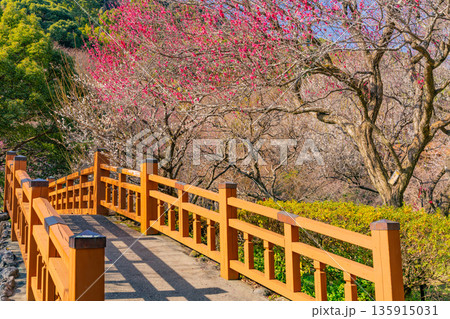 （静岡県）熱海梅園　満開の梅 135915031