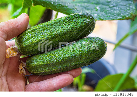 A closeup of a hand gently holding two freshly picked cucumbers with a bumpy texture and dried flower ends. 135915349