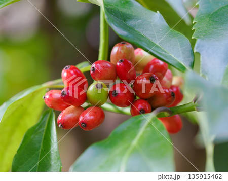 アオキの赤い実と緑の葉 アオキの赤い実と緑の葉 135915462
