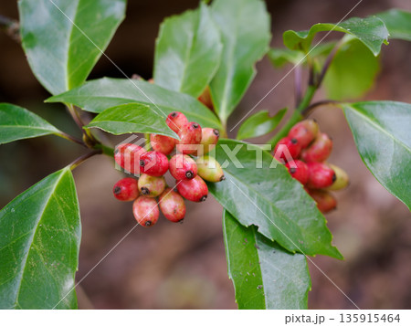 アオキの赤い実と緑の葉 135915464
