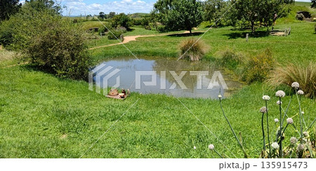 ホビット村ののどかな風景【ニュージーランド・マタマタ】 135915473