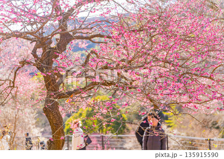 （静岡県）熱海梅園　満開の梅を花見する観光客 135915590