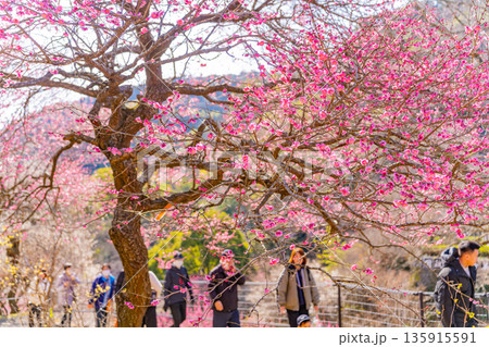 （静岡県）熱海梅園　満開の梅を花見する観光客 135915591