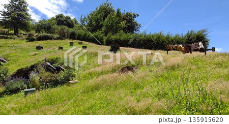 ホビット村の風景【ニュージーランド・マタマタ】 135915620