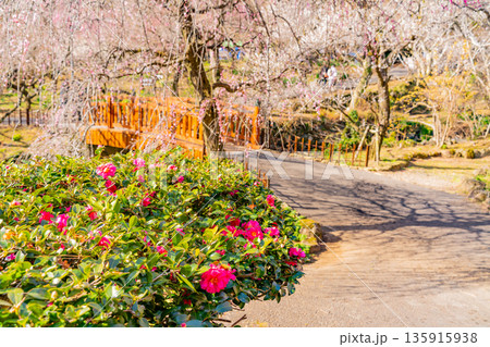 （静岡県）熱海梅園　サザンカと満開の梅 135915938