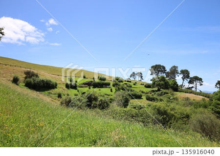 ホビット村の風景【ニュージーランド・マタマタ】 135916040