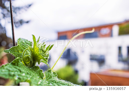 Closeup of a cucumber plant, growing on the urban balcony. Curled tendril and textured green leaf covered in water droplets. City building on the blurred background 135916057