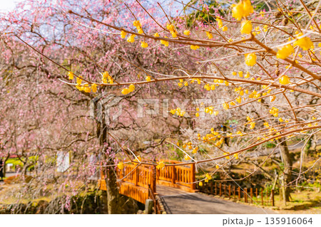 （静岡県）熱海梅園　ロウバイと満開の梅 135916064