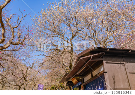 （静岡県）熱海梅園梅まつり　満開の梅 135916348