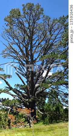 ビルボの誕生日パーティーを行った広場とParty Tree【ニュージーランド・マタマタ】 135916436