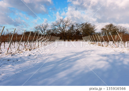 Snow covered path running between dormant vineyard rows, with long shadows and a partly cloudy winter sky. 135916566