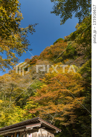 日本 岡山県真庭市にある神庭の滝自然公園内の紅葉 日本 岡山県真庭市にある神庭の滝自然公園内の紅葉 135916617