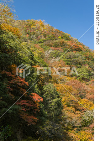 日本　岡山県真庭市にある神庭の滝自然公園内の紅葉 135916620
