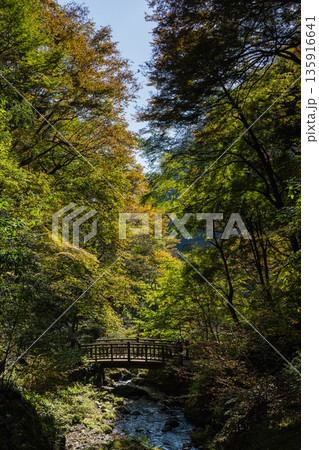 日本 岡山県真庭市にある神庭の滝自然公園内の紅葉と風景 日本 岡山県真庭市にある神庭の滝自然公園内の紅葉と風景 135916641