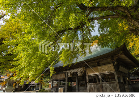 日本 岡山県真庭市蒜山にある福田神社の黄葉前、ほのかに黄緑色に色づく大銀杏 日本 岡山県真庭市蒜山にある福田神社の黄葉前、ほのかに黄緑色に色づく大銀杏 135916680