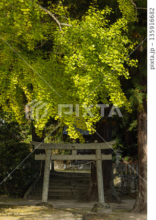 日本　 岡山県真庭市蒜山にある福田神社の黄葉前、ほのかに黄緑色に色づく大銀杏 135916682