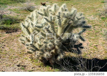 Cholla cactus, Sonora Desert, Mid Winter Cholla cactus, Sonora Desert, Mid Winter 135916850