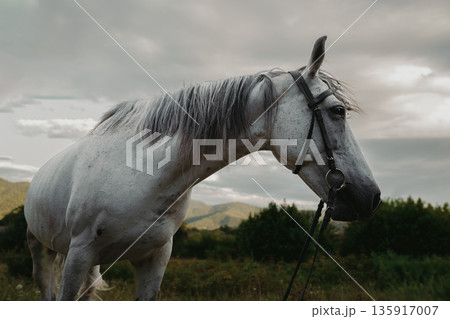 White horse stands in a field with mountains in the background on a cloudy day White horse stands in a field with mountains in the background on a cloudy day 135917007