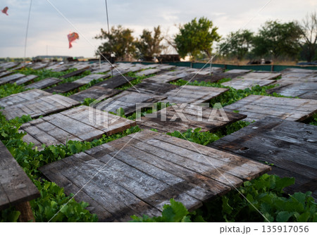 Rows of wooden shelter panels in snail farm with lush green plants symbolizing sustainable agriculture and heliculture production 135917056
