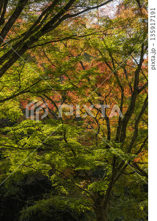 日本 岡山県総社市の高梁川支流槙谷川の上流にある豪渓の紅葉 日本 岡山県総社市の高梁川支流槙谷川の上流にある豪渓の紅葉 135917191