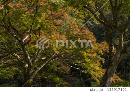 日本 岡山県総社市の高梁川支流槙谷川の上流にある豪渓の紅葉 日本 岡山県総社市の高梁川支流槙谷川の上流にある豪渓の紅葉 135917192