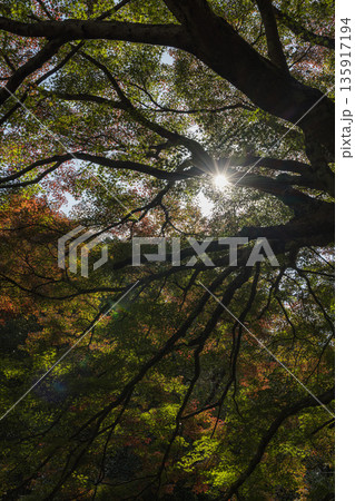 日本 岡山県総社市の高梁川支流槙谷川の上流にある豪渓の紅葉 日本 岡山県総社市の高梁川支流槙谷川の上流にある豪渓の紅葉 135917194