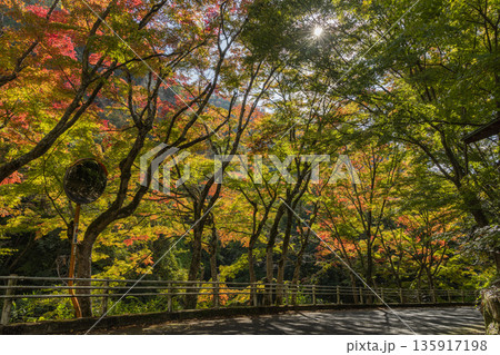 日本　岡山県総社市の高梁川支流槙谷川の上流にある豪渓の紅葉 135917198