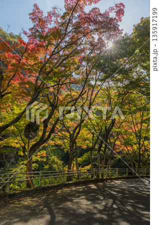 日本 岡山県総社市の高梁川支流槙谷川の上流にある豪渓の紅葉 日本 岡山県総社市の高梁川支流槙谷川の上流にある豪渓の紅葉 135917199