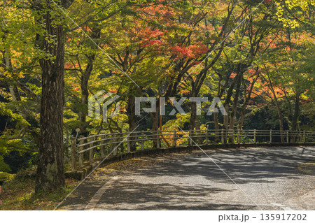 日本 岡山県総社市の高梁川支流槙谷川の上流にある豪渓の紅葉 日本 岡山県総社市の高梁川支流槙谷川の上流にある豪渓の紅葉 135917202