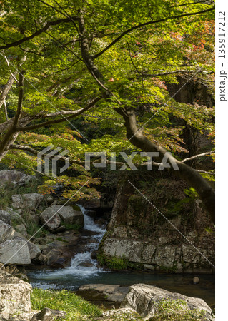 日本 岡山県総社市の高梁川支流槙谷川の上流にある豪渓の紅葉 日本 岡山県総社市の高梁川支流槙谷川の上流にある豪渓の紅葉 135917212