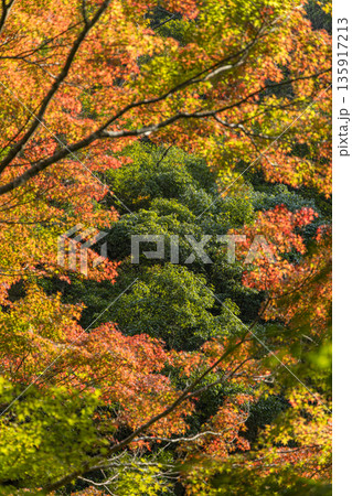 日本 岡山県総社市の高梁川支流槙谷川の上流にある豪渓の紅葉 日本 岡山県総社市の高梁川支流槙谷川の上流にある豪渓の紅葉 135917213