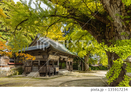 日本 岡山県真庭市蒜山にある福田神社の黄葉前、ほのかに黄緑色に色づく大銀杏 日本 岡山県真庭市蒜山にある福田神社の黄葉前、ほのかに黄緑色に色づく大銀杏 135917234