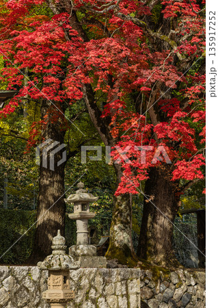 日本　 岡山県真庭市蒜山にある徳山神社の真っ赤に紅葉したモミジ 135917252