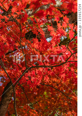 日本 岡山県真庭市蒜山にある徳山神社の真っ赤に紅葉したモミジ 日本 岡山県真庭市蒜山にある徳山神社の真っ赤に紅葉したモミジ 135917254
