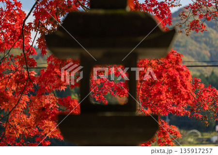 日本　 岡山県真庭市蒜山にある徳山神社の真っ赤に紅葉したモミジ 135917257