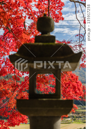 日本 岡山県真庭市蒜山にある徳山神社の真っ赤に紅葉したモミジ 日本 岡山県真庭市蒜山にある徳山神社の真っ赤に紅葉したモミジ 135917258