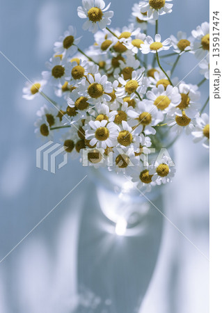 マトリカリアの白い小花　爽やかなブルー背景とコピースペース 135917474