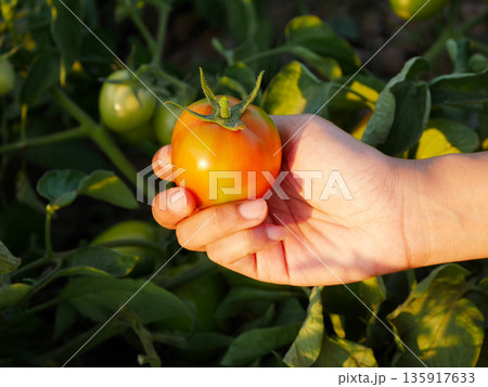 a hand holding a ripe tomato on the vine in an organic farm during golden hour, highlighting freshness, natural growth, sustainable agriculture, healthy food, and farm to table concept 135917633