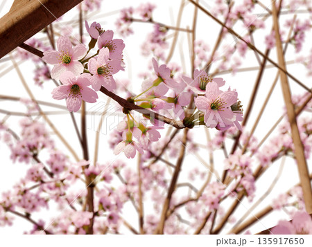 桜の景色No.1-PNGなら好きな空を背景に出来ます。 桜の景色No.1-PNGなら好きな空を背景に出来ます。 135917650