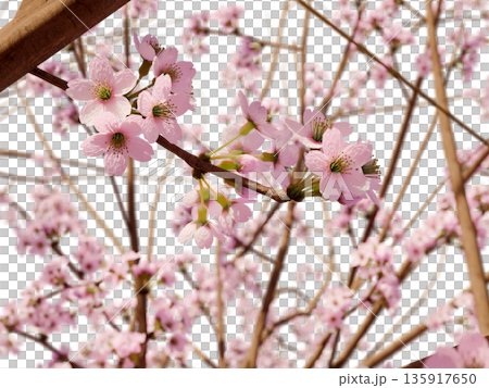 桜の景色No.1-PNGなら好きな空を背景に出来ます。 桜の景色No.1-PNGなら好きな空を背景に出来ます。 135917650